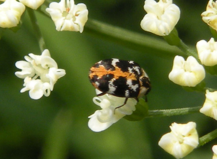 Anthrenus scrophulariae, Dermestidae